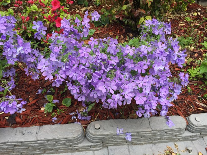 This photo depicts a bunch of blue moon phlox, a purple-blue flower, blooming in a flower bed